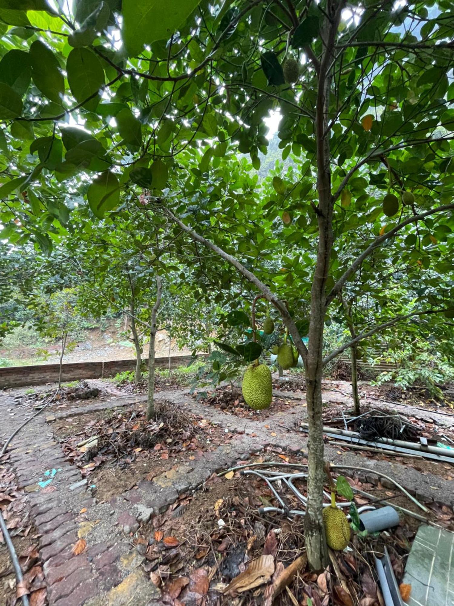 Dong Khe Sau Cat Ba Countryside Homestay מראה חיצוני תמונה